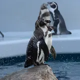 しまね海洋館アクアス