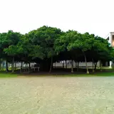 国頭小学校のガジュマル