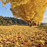 中川村渡場のいちょう並木