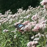 アサギマダラの里