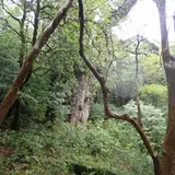 縄文杉