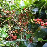 Nose's Farm Garden 野瀬農園