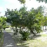大神山公園