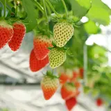雫の里農園(いちご狩り)