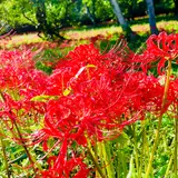 ヒガンバナ群生地