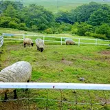 日光霧降高原 大笹牧場