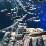 サケのふるさと 千歳水族館