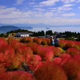 箱館山 コキアパーク