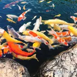 りんりんパークー