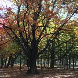 円山公園