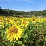 大久保のひまわり