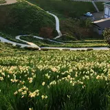 越前岬水仙ランド