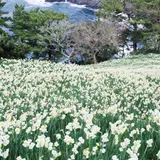 梨子ヶ平園地