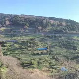 梨子ヶ平千枚田水仙園