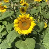 山田ひまわり園