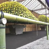 新宿御苑　菊花壇展