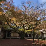 大悲王院の楓