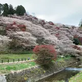 川見四季桜の里