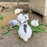 たまご村／小原村の名産品／豊田市
