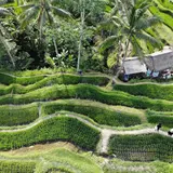 テガララン・ライステラス（Tegallalang Rice Terrace）