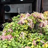 芙蓉
