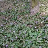 香嵐渓カタクリ群生地
