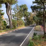 東海道松並木