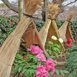 鶴岡八幡宮（神苑 ぼたん庭園）