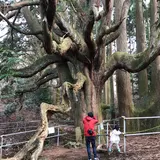 高森殿の杉