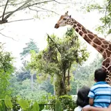 シンガポール動物園