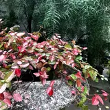 アンティークギャラリー マジョレル