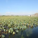 皿池