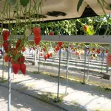 ストロベリーファーム太田農園