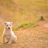 ティンカーベルこもの