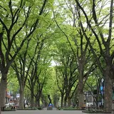 青葉通り