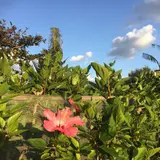 安富祖