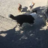 世界の名犬牧場