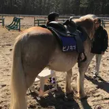 シーガイア乗馬クラブＵＭＡＩＲＵ