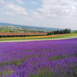 ファーム富良野
