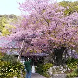 河津桜の原木