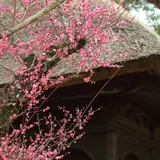 円窓梅林(片岡梅林)