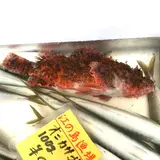 片瀬漁港鮮魚直売所