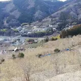 松田町寄ロウバイ園