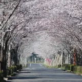 牧場の桜