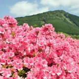 椎八重公園