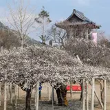 本東寺