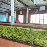 Mackwoods Tea Center