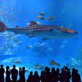 沖縄美ら海水族館