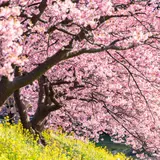 河津桜