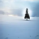 クリスマスツリーの木